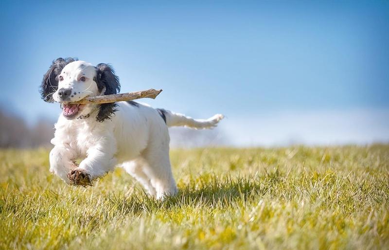 从血统到售后：广州美短加白猫舍选择的技术维度和实战方法论 新闻