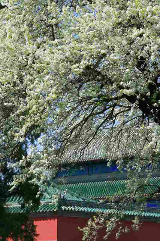  【植物学解密】天坛梨花只开花不结果？果树专家揭秘背后的生理机制 文化旅游