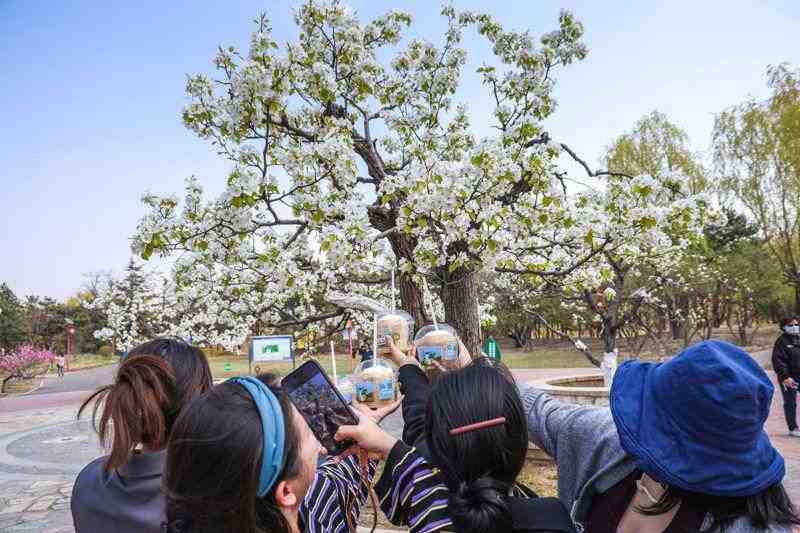  【植物学解密】天坛梨花只开花不结果？果树专家揭秘背后的生理机制 文化旅游