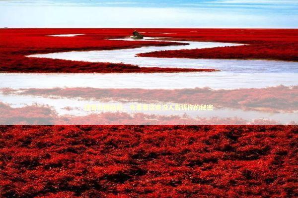 找官方网站前，先看看这些没人告诉你的秘密 IT技术